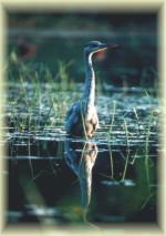 czapla  siwa - Ardea cinerea